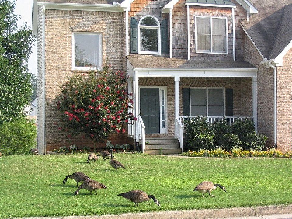 front yard
