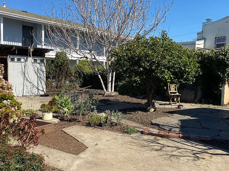 Backyard with lemon tree