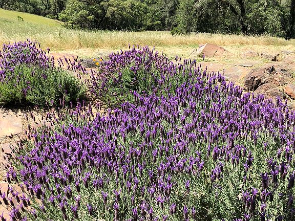 Alexander Valley view
