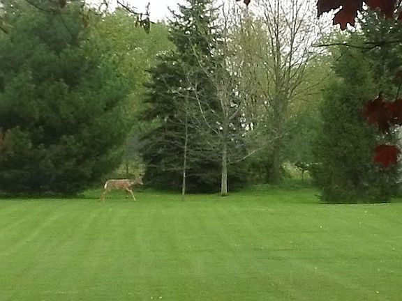 Open yard with wildlife