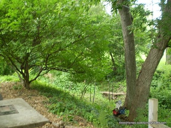 Park-like backyard