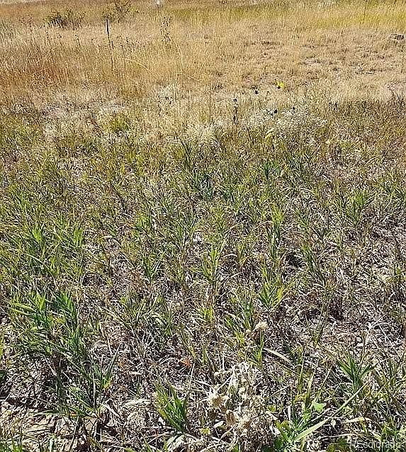 2nd image of 00 Morgan Place