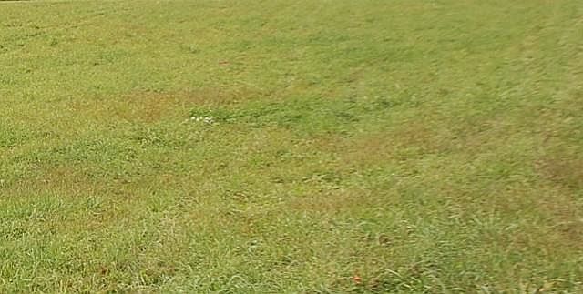 2nd image of KY 2014 Levi Br