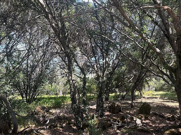 Choose which trees to keep!