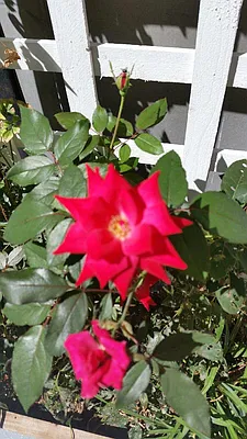 Rented by Corcoran | media 23