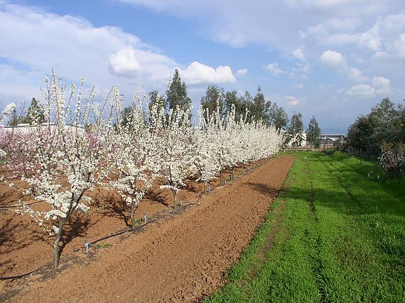 Spring Beauty, all irrigated