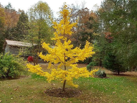 Fall Splendor