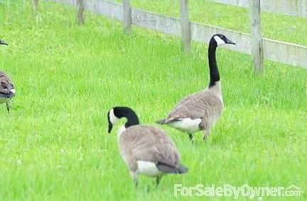 Geese : A great resting place for Canadian geese.