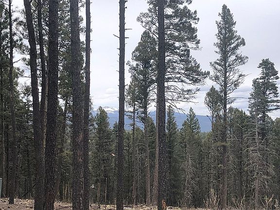 View through the trees