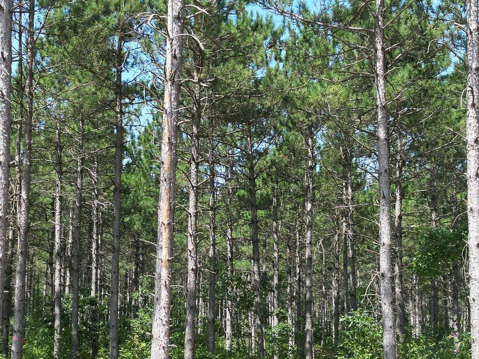 1st image of 3 Hidden Trl