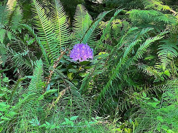 Lush foliage 
