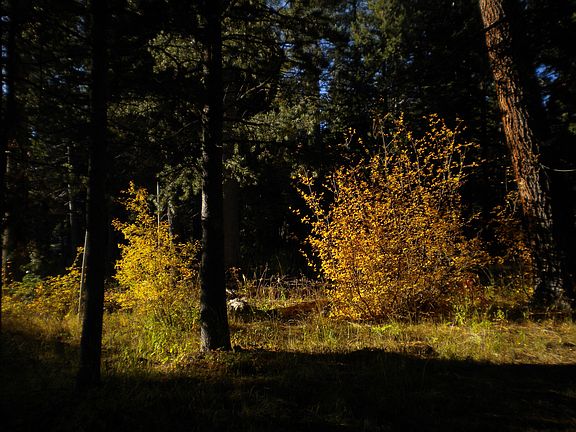 A Park-like Setting
