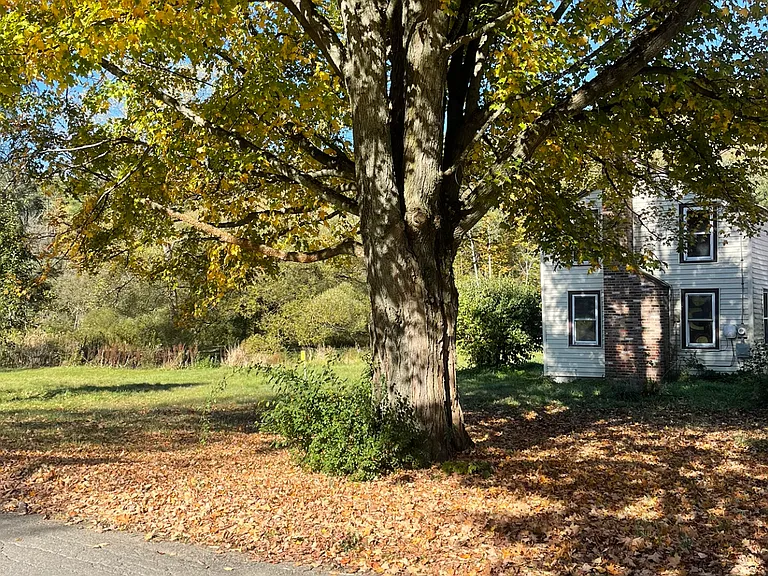Front house large shade tree