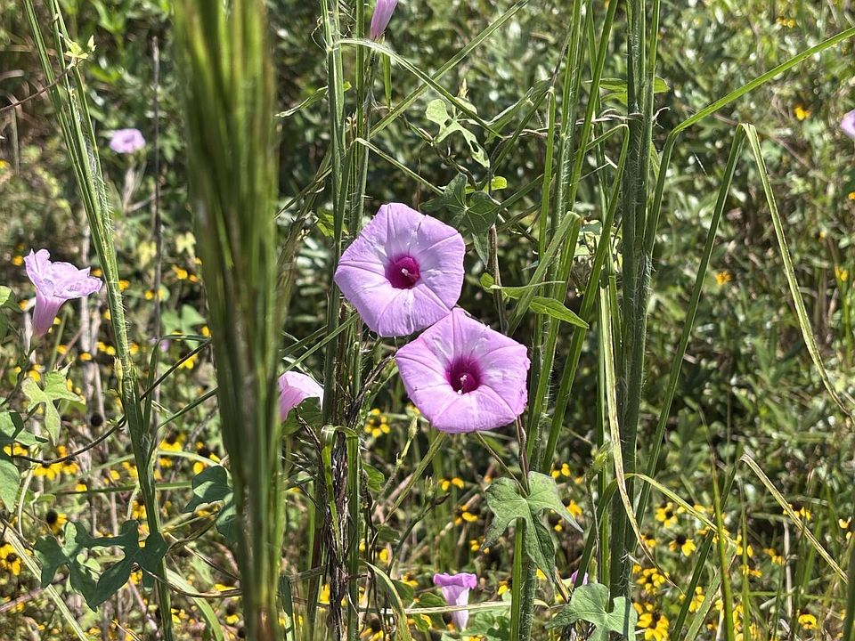 2nd image of SE Davis Peacock Rd Lot 51