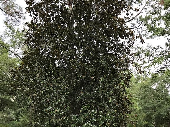 The other magnolia