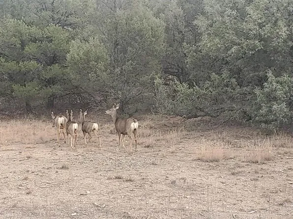 0 County Road 322, Los Ojos, NM 87551