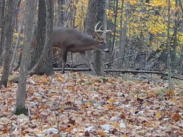 S Pittsford Rd #-v/l, Pittsford, MI 49271