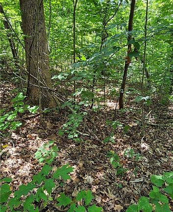 4th image of 837 Ramblewood Dr
