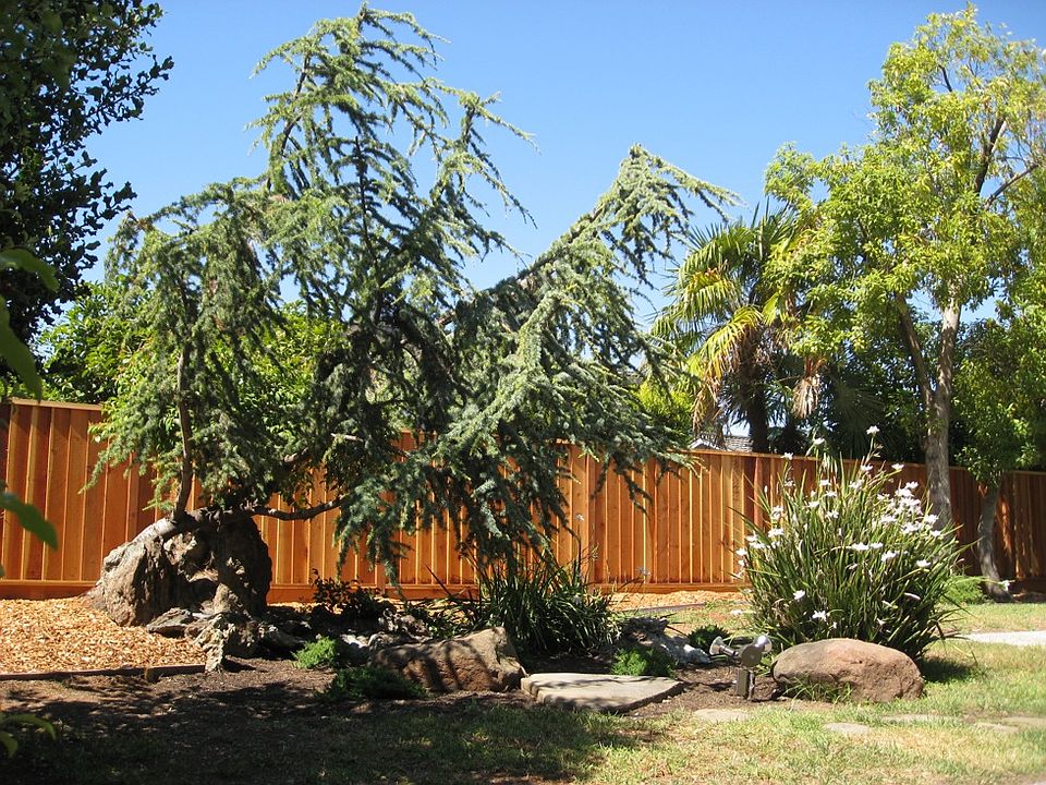 Backyard #1