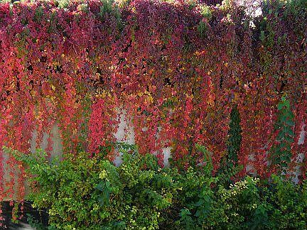 some landscaping