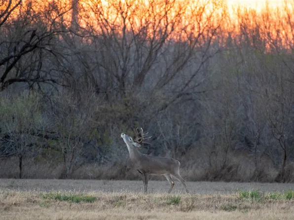 0 Las Brisas Rd, Rio Grande City, TX 78582