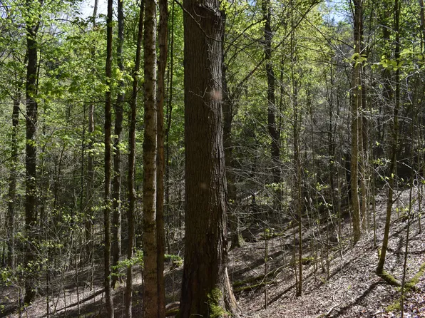 Off Forest Service Road 410, Sheffield, PA 16347