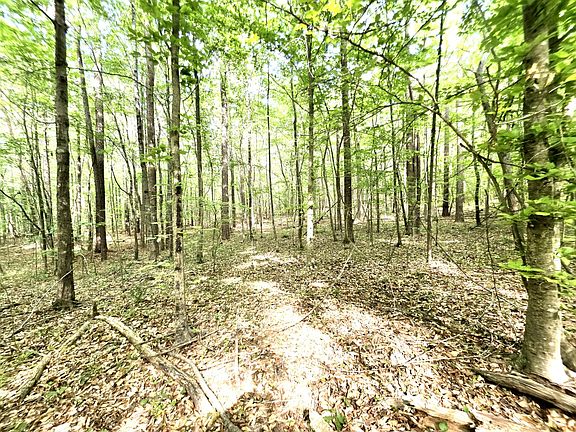 2nd image of 0 Cove Cut Off Rd