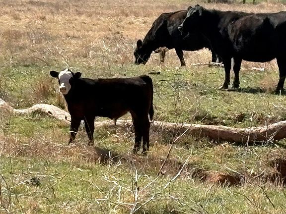 2nd image of 100 E County Rd #600