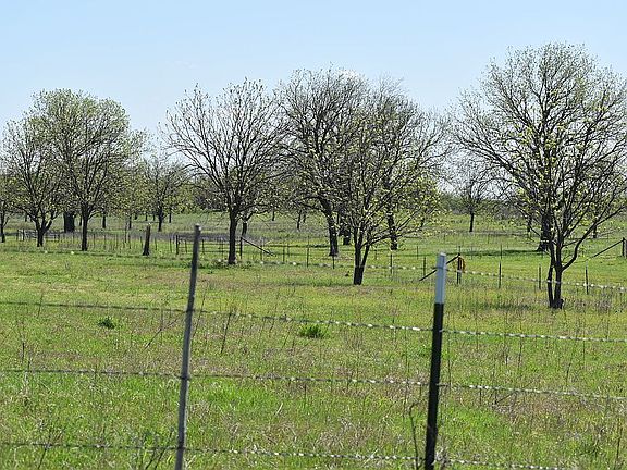 Pecan Trees