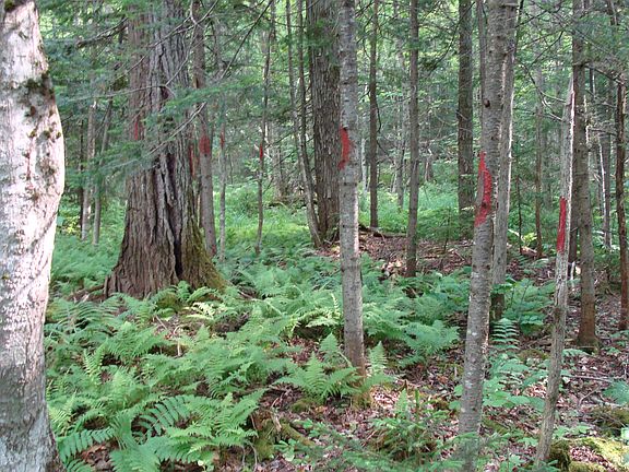 Red Blaze NF West Border