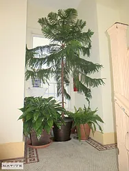 Rented by Native Real Estate LLC