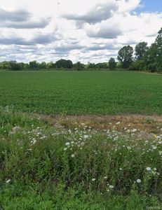 Vacant Land Coon Creek Rd, Armada, MI, 48005