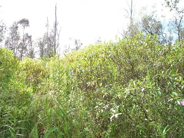 2nd image of 24 Avenue