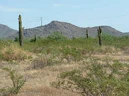 3rd image of 16035 W DIXILETA Drive #XX