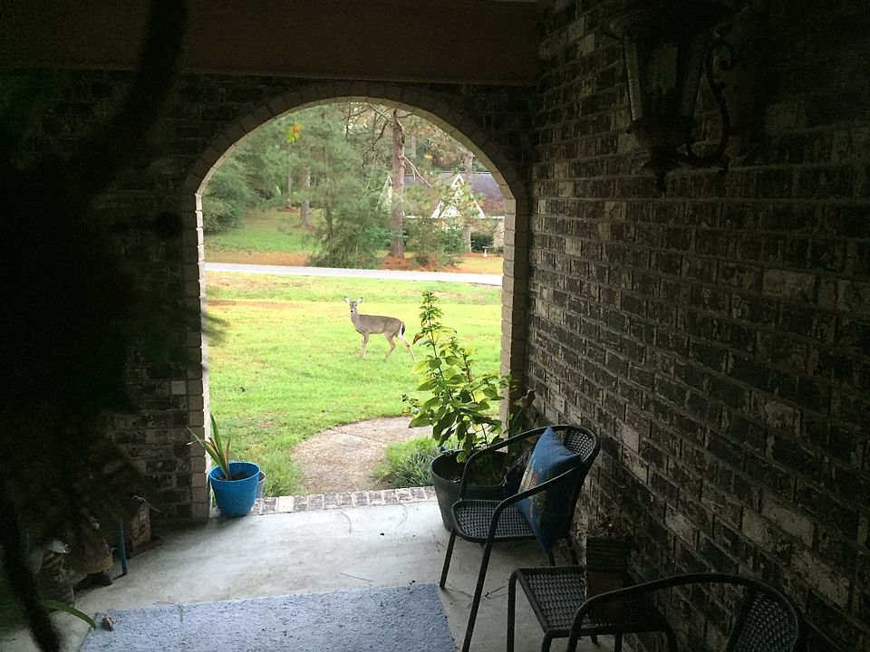 Deer in front yard