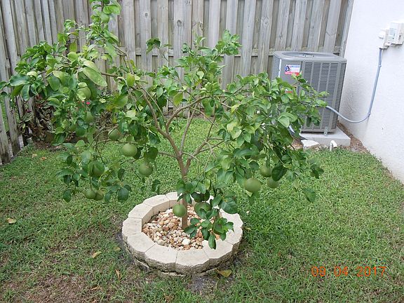 Ruby Red Grapefruit Tree