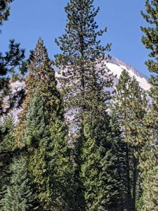 21 Ridge Dr, McCloud, CA, 96057