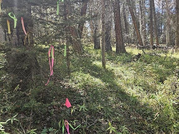 4th image of 155 Aspen Trail