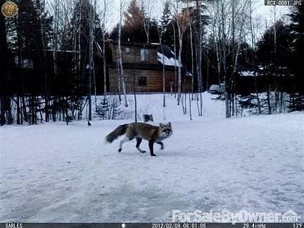 Piebald Deer & Grouse