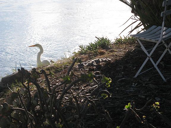 Egret in yard