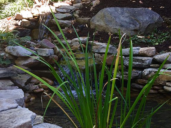 Low Maintenance Koi Pond