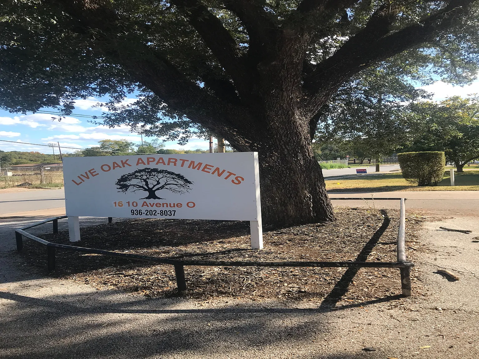 Live Oak — Photo 2