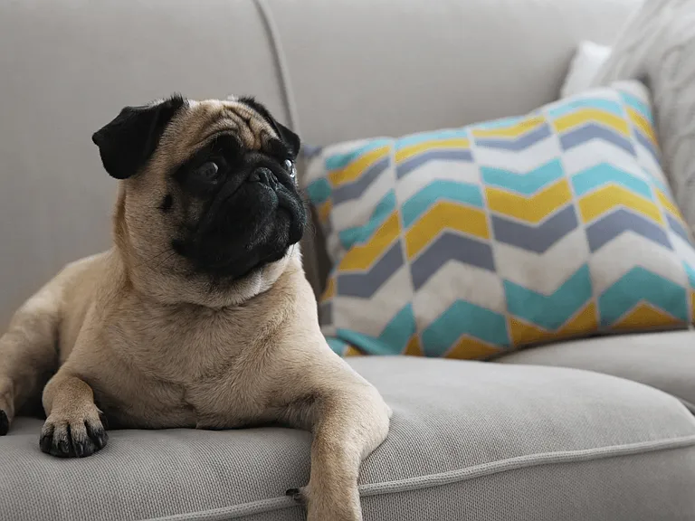 Because home wouldn't be the same without thempet-friendly living awaits.