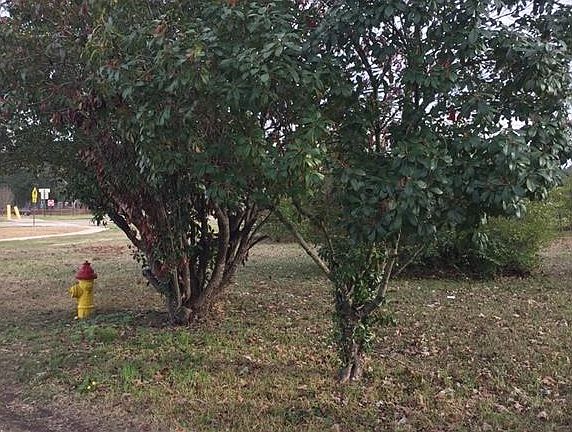 5th image of 3709 Joffrion Dr