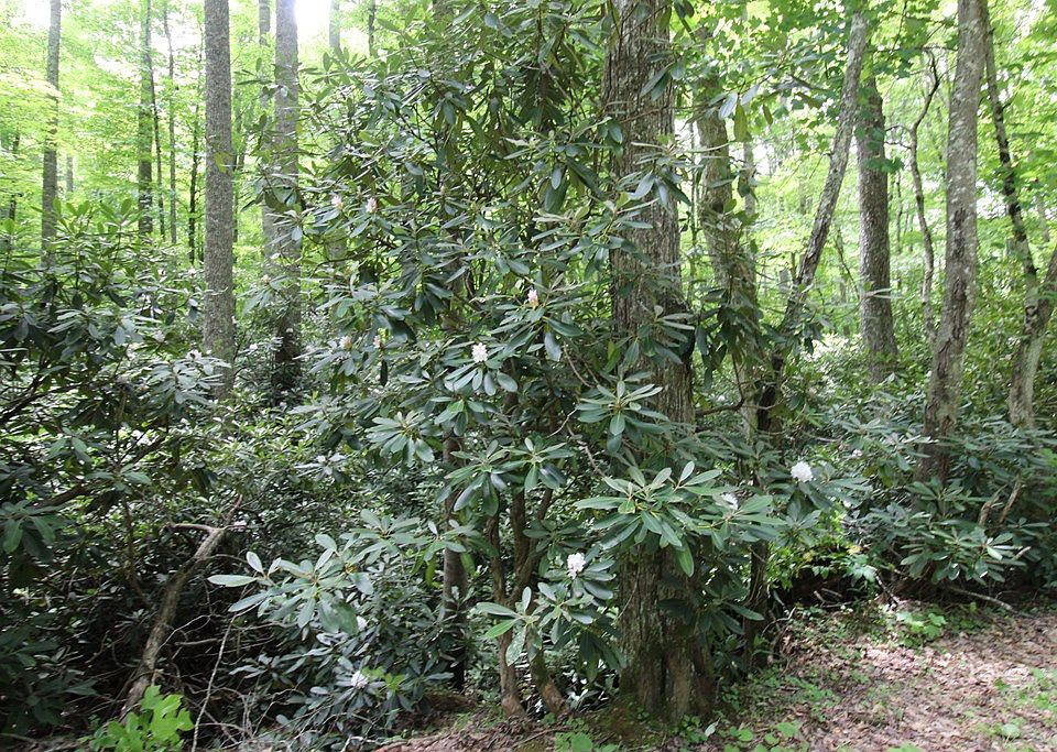 1387 Brookstone Rd, Bastian, VA 24314 Zillow