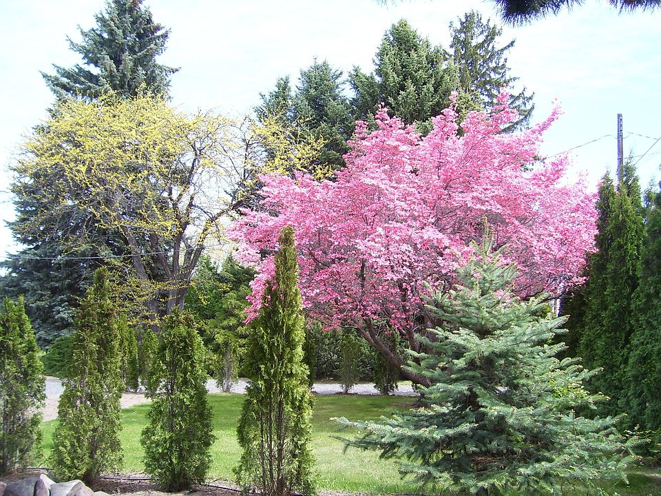 Front yard in spring
