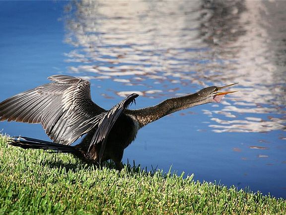 3rd image of 7048 Pelican Bay Blvd