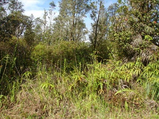 1st image of Hibiscus St Lot 7400