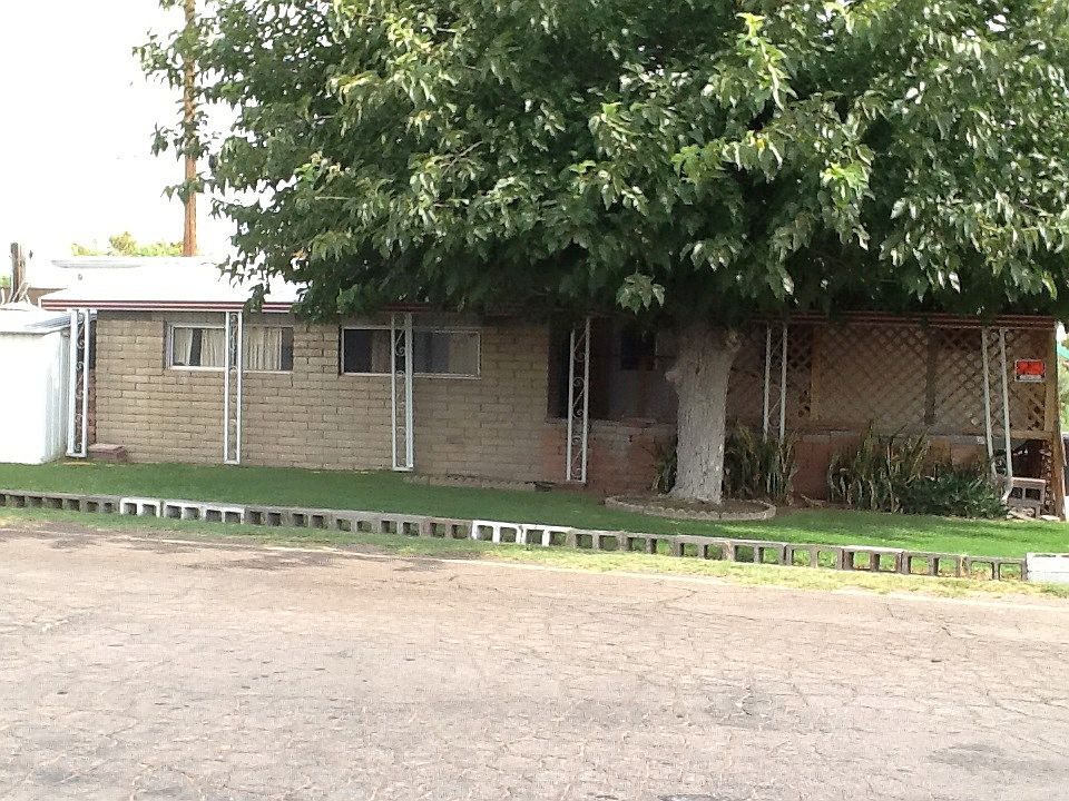 Beautiful Mature Shade Tree