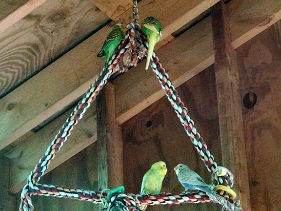 screen room off sun room  